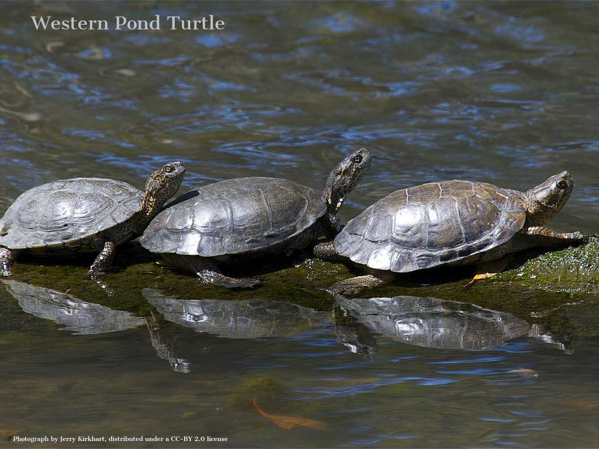 Western Pond Turtle once numerous along Columbia River