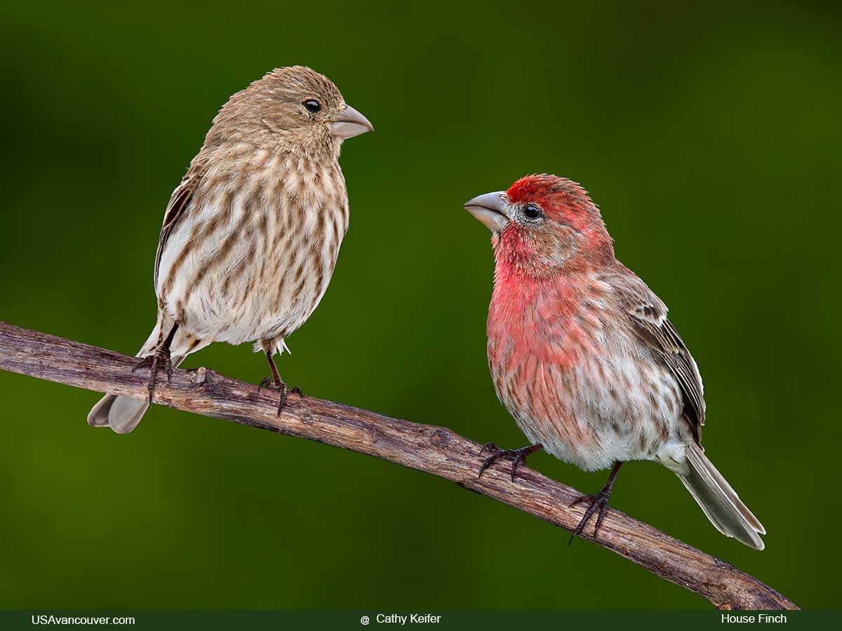 house finches in sw washington