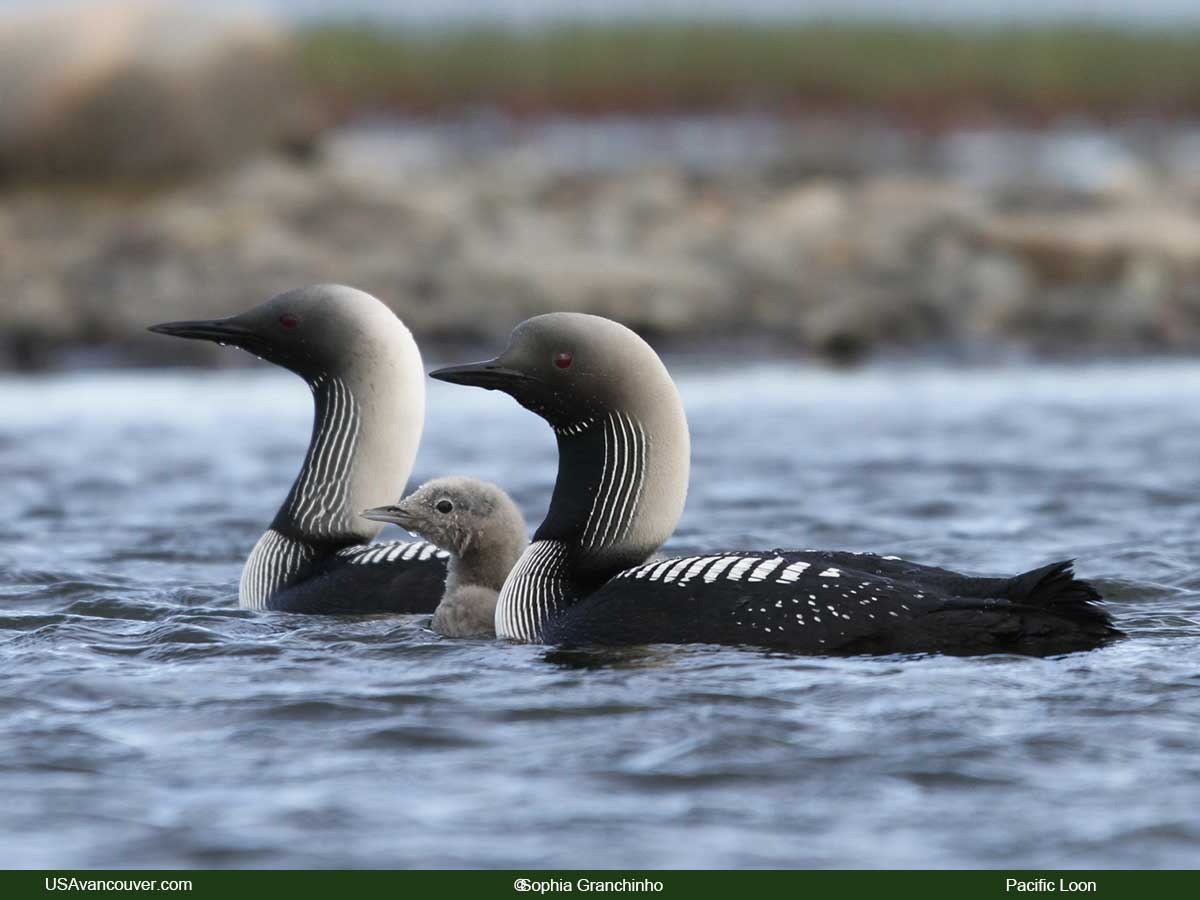 Pacific Loon
